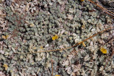 Aspalathus bodkinii, photographed by Tony Rebelo