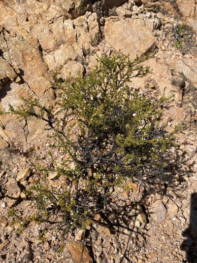 Thesium hispidulum, photographed by Matt Berger