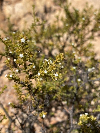 Thesium hispidulum, photographed by Matt Berger