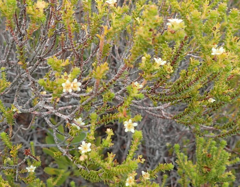 Diosma sabulosa, photographed by Nicola van Berkel