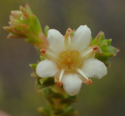 Diosma sabulosa, photographed by Nicola van Berkel