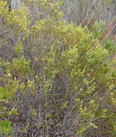Diosma sabulosa, photographed by Nicola van Berkel