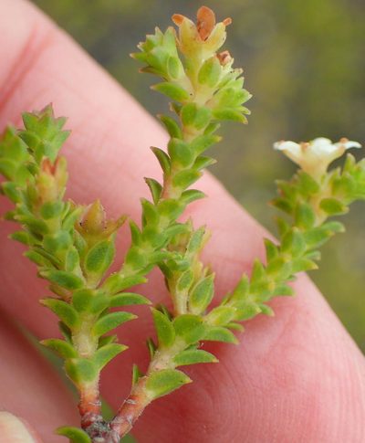 Diosma sabulosa, photographed by Nicola van Berkel