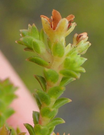 Diosma sabulosa, photographed by Nicola van Berkel