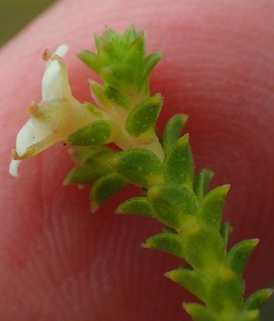 Diosma sabulosa, photographed by Nicola van Berkel