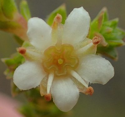 Diosma sabulosa, photographed by Nicola van Berkel