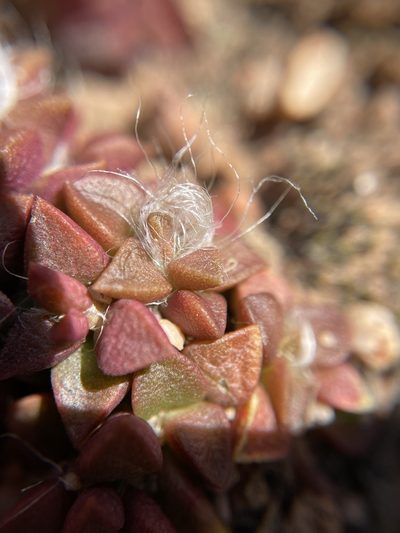Anacampseros retusa, photographed by Matt Berger