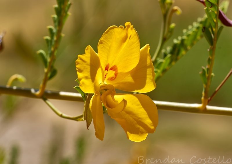 Petalostylis cassioides, photographed by Brendan Costello