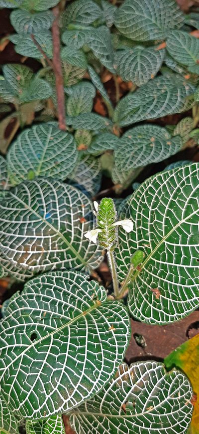 Fittonia albivenis, photographed by Christoph Moning