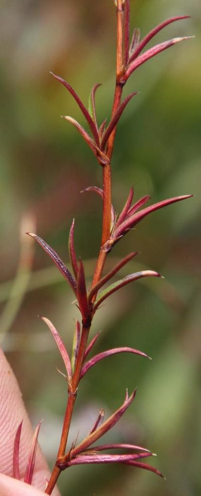 Cliffortia uncinata, photographed by Tony Rebelo