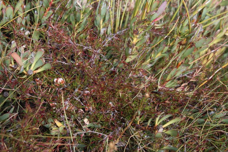 Cliffortia uncinata, photographed by Tony Rebelo