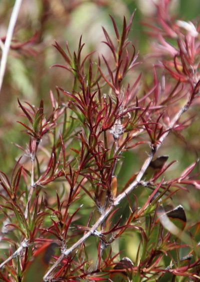 Cliffortia uncinata, photographed by Tony Rebelo