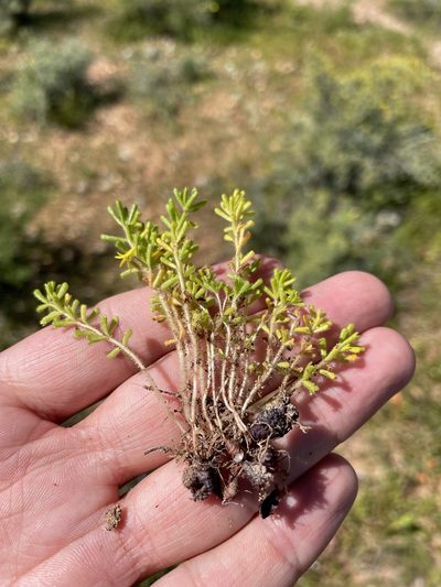 Oxalis viscosa, photographed by Matt Berger