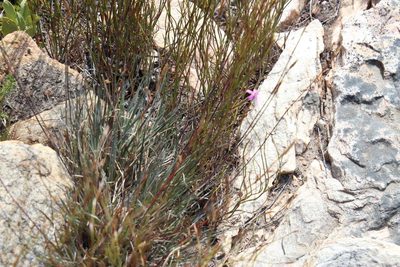 Dianthus bolusii, photographed by Tony Rebelo
