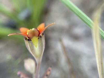 Crassula dichotoma, photographed by Matt Berger