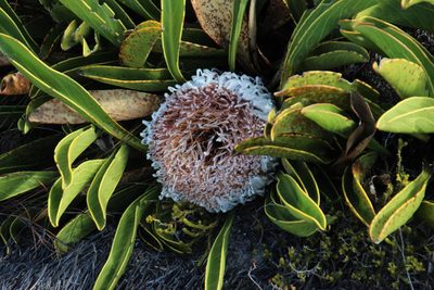 Protea cryophila, photographed by Tony Rebelo