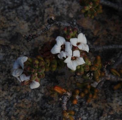 Acmadenia teretifolia, photographed by Tony Rebelo