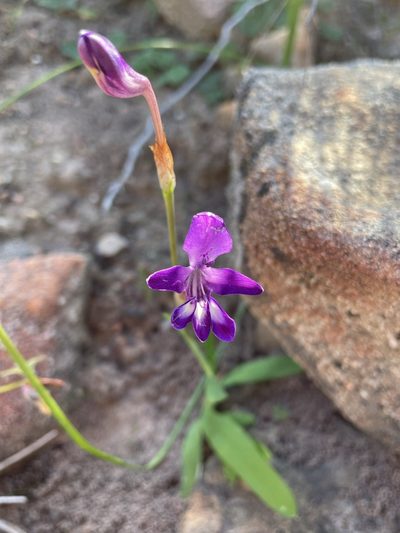 Sparaxis metelerkampiae, photographed by Matt Berger