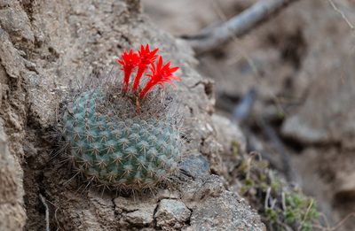 Matucana formosa, photographed by Wilson Diaz Miranda