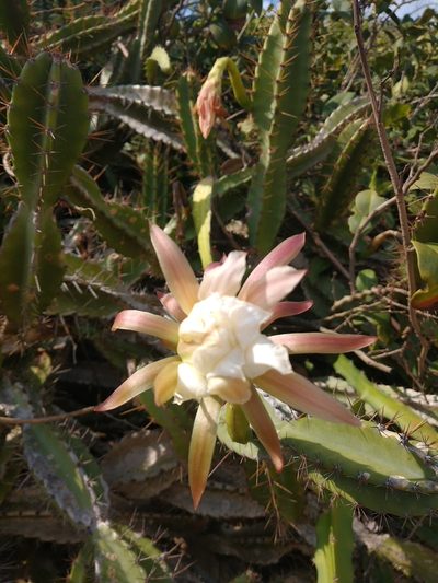 Cereus fernambucensis, photographed by Lucas Rodrigues