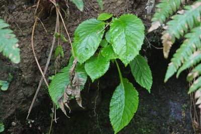 Conandron ramondioides, photographed by harum.koh