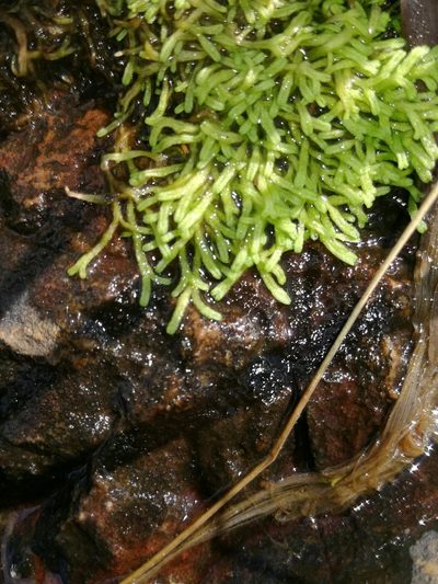 Riccia stricta, photographed by Andrew Hankey