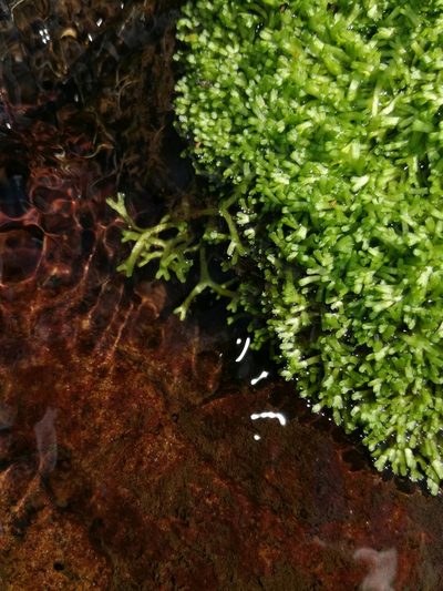 Riccia stricta, photographed by Andrew Hankey