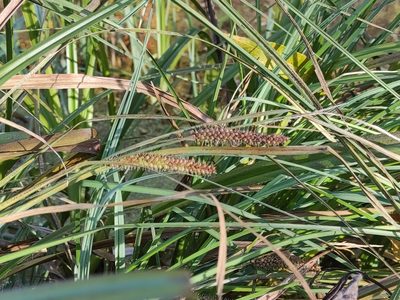 Carex rostrata, photographed by iljar