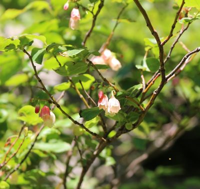 Vaccinium arctostaphylos, photographed by Юрий Данилевский (Yuriy Danilevsky)