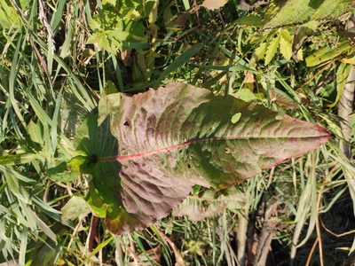 Rumex aquaticus, photographed by iljar