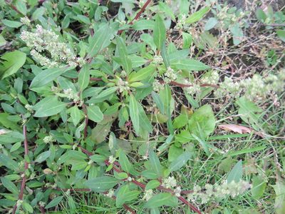 Chenopodium betaceum, photographed by Силаева Татьяна Борисовна