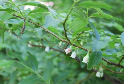 Vaccinium arctostaphylos, photographed by Юрий Данилевский (Yuriy Danilevsky)