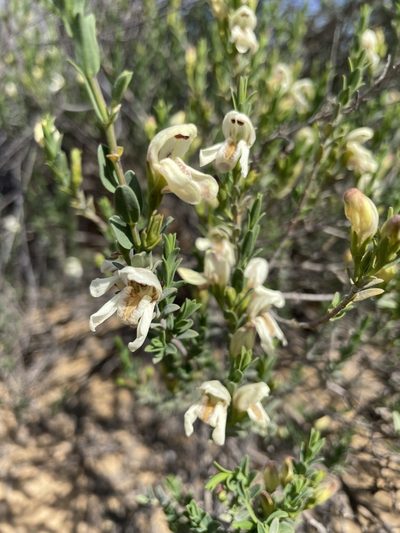 Justicia cuneata, photographed by Matt Berger