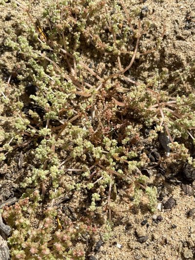 Crassula thunbergiana, photographed by Matt Berger