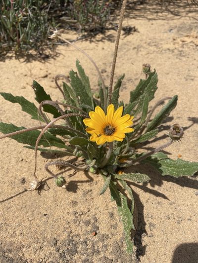 Arctotis leptorhiza, photographed by Matt Berger