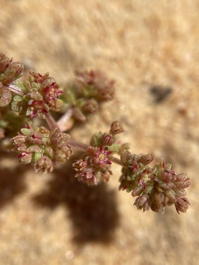Crassula thunbergiana, photographed by Matt Berger
