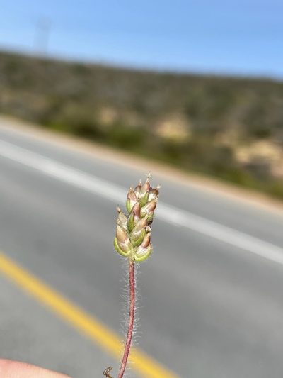 Plantago capillaris, photographed by Matt Berger