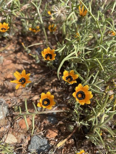 Gazania tenuifolia, photographed by Matt Berger