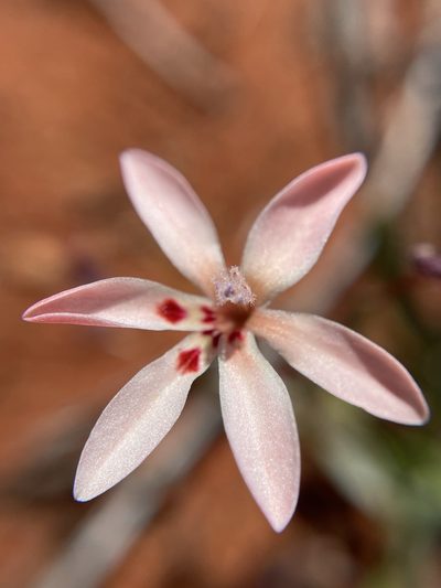 Lapeirousia arenicola, photographed by Matt Berger