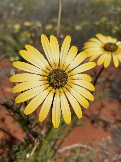 Ursinia speciosa, photographed by Matt Berger