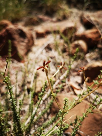 Jamesbrittenia atropurpurea, photographed by Ricus Nel
