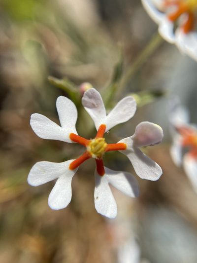 Zaluzianskya pumila, photographed by Matt Berger