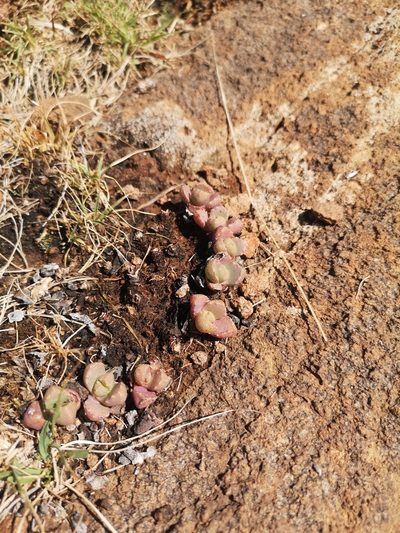 Stomatium braunsii, photographed by Ricus Nel