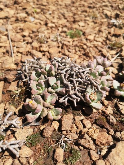 Stomatium braunsii, photographed by Ricus Nel