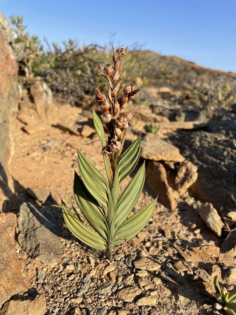 Babiana salteri, photographed by Matt Berger