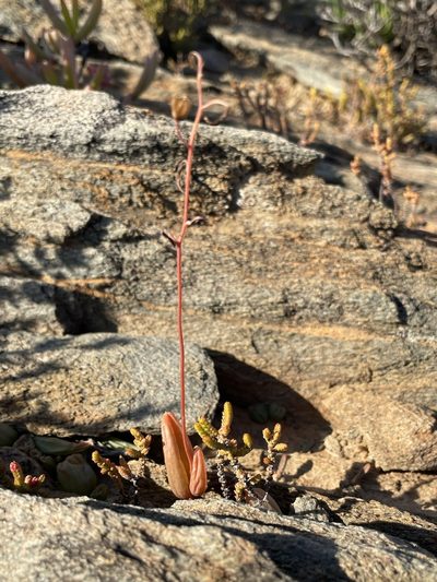 Bulbine diphylla, photographed by Matt Berger