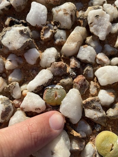 Conophytum subfenestratum, photographed by Matt Berger
