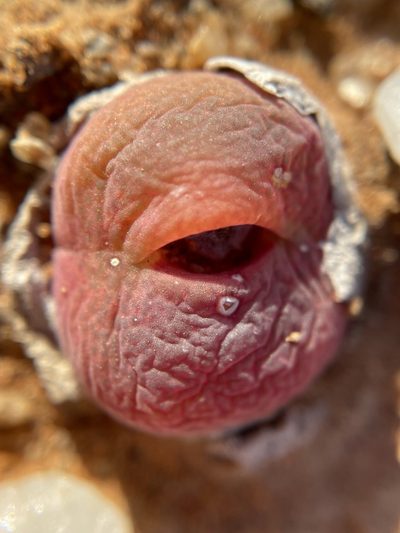 Conophytum subfenestratum, photographed by Matt Berger
