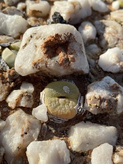 Conophytum subfenestratum, photographed by Matt Berger