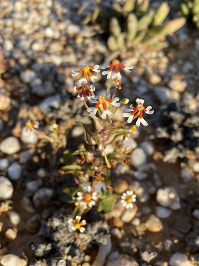 Zaluzianskya pumila, photographed by Matt Berger
